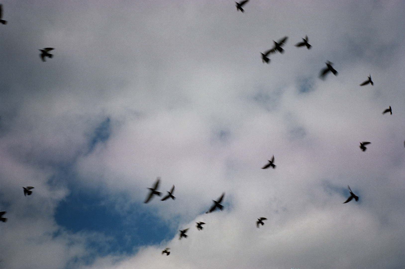birds in sky 2016